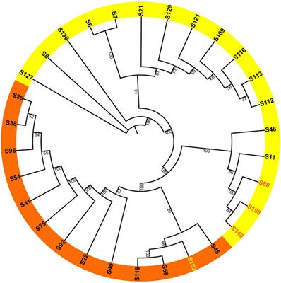 Comparative analysis of chloroplast genome and evolutionary history of Hemerocallis